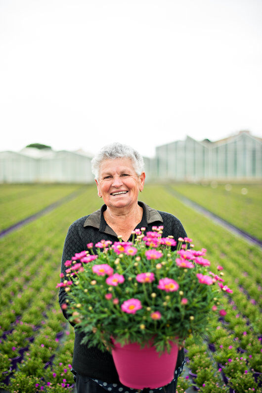 Produksjon rosa margerit